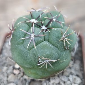 Thelocactus hexaedrophorus