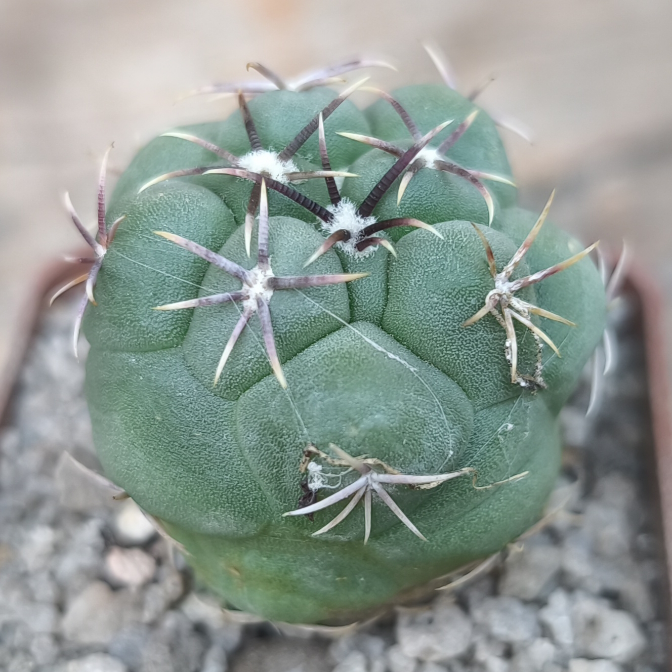 Thelocactus hexaedrophorus
