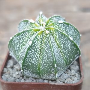 Astrophytum hybrud Superkabuto x capas