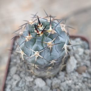 Acanthocalycium glaucum