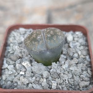 Lithops aucampiae ssp. euniceae C 48