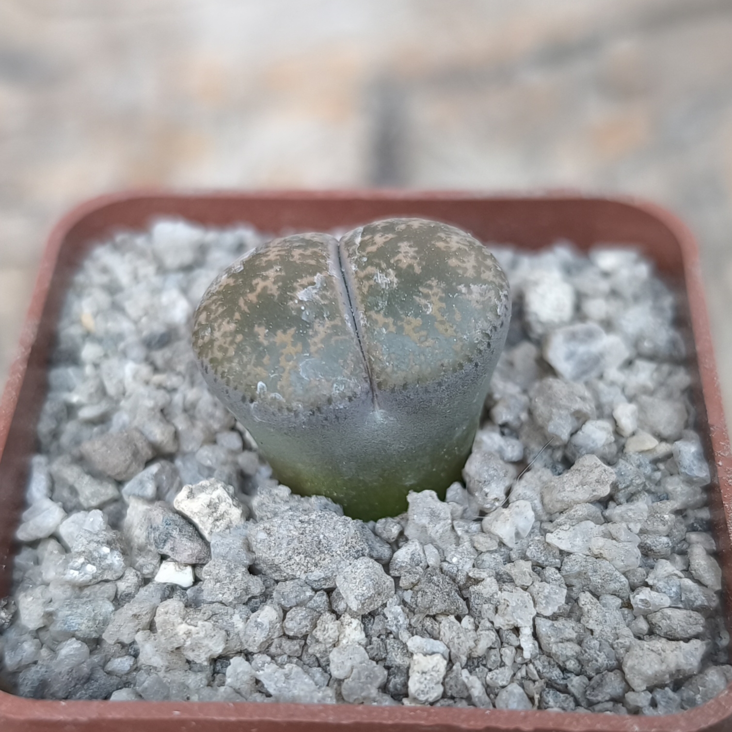 Lithops aucampiae ssp. euniceae C 48