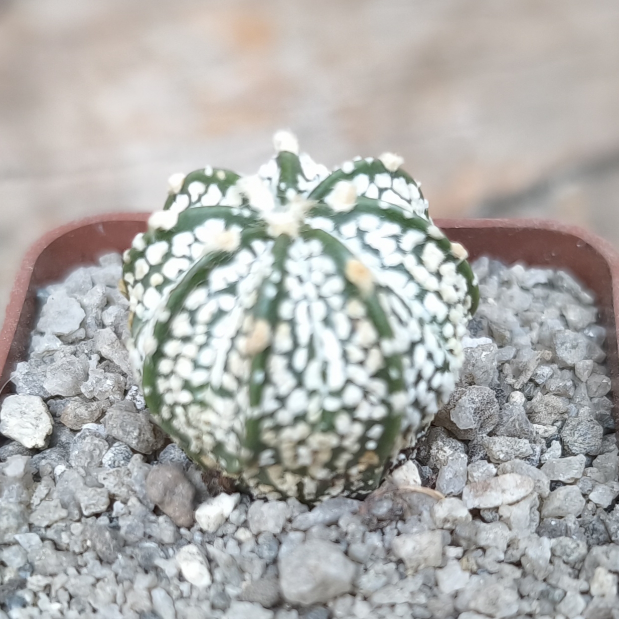 Astrophytum Superkabuto