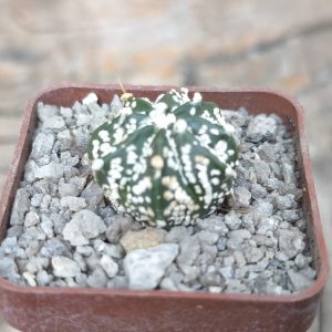 Astrophytum Superkabuto