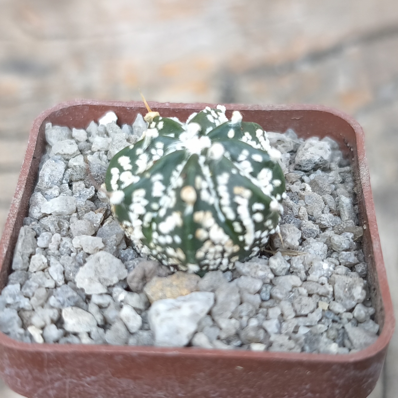 Astrophytum Superkabuto