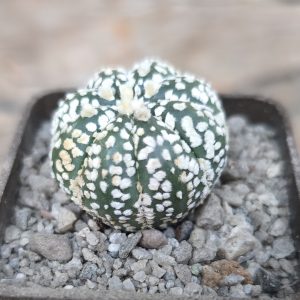 Astrophytum Superkabuto