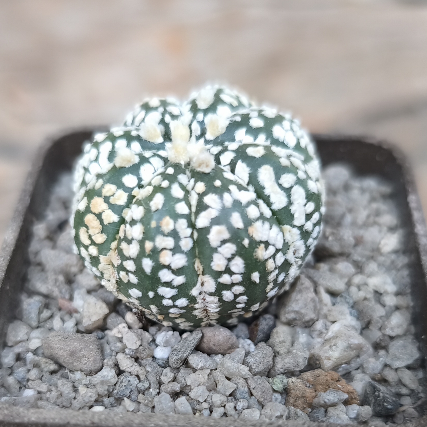 Astrophytum Superkabuto