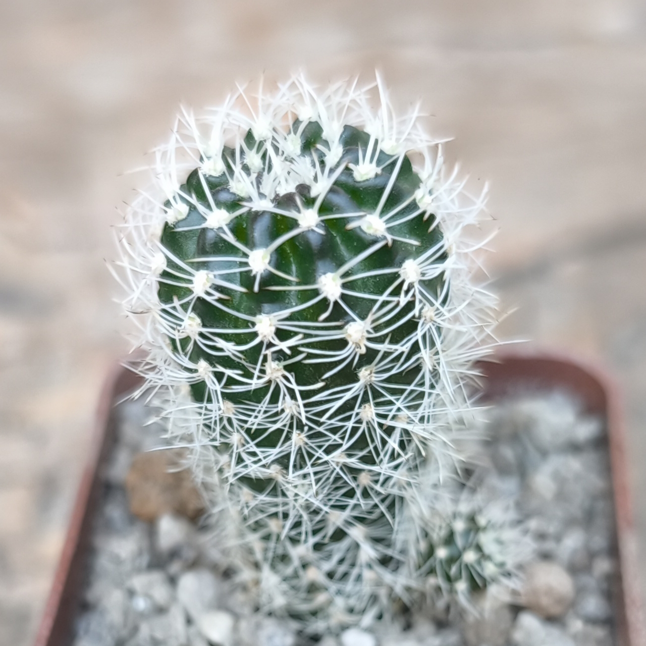Sulcorebutia albissima