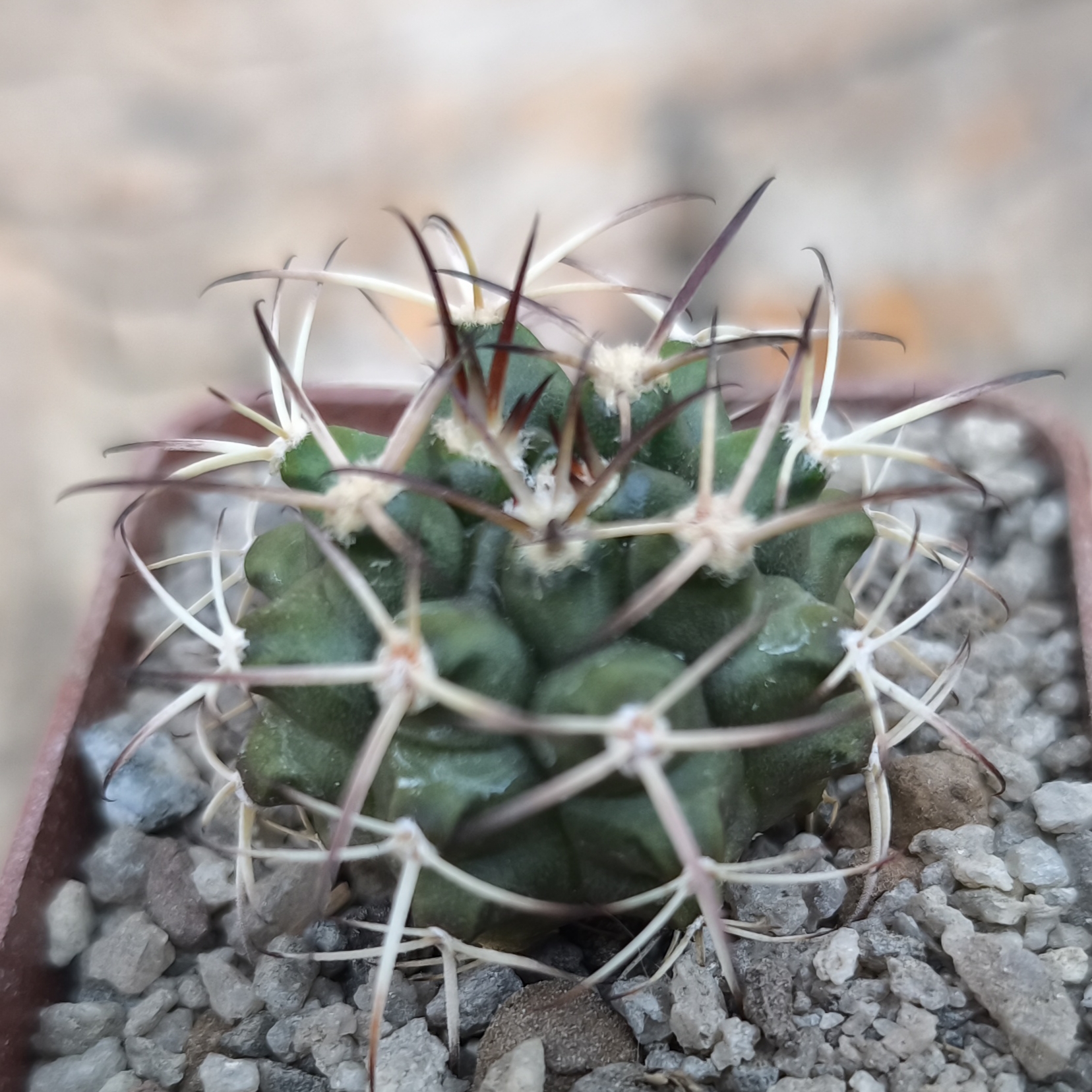Gymnocalycium schikendantsii