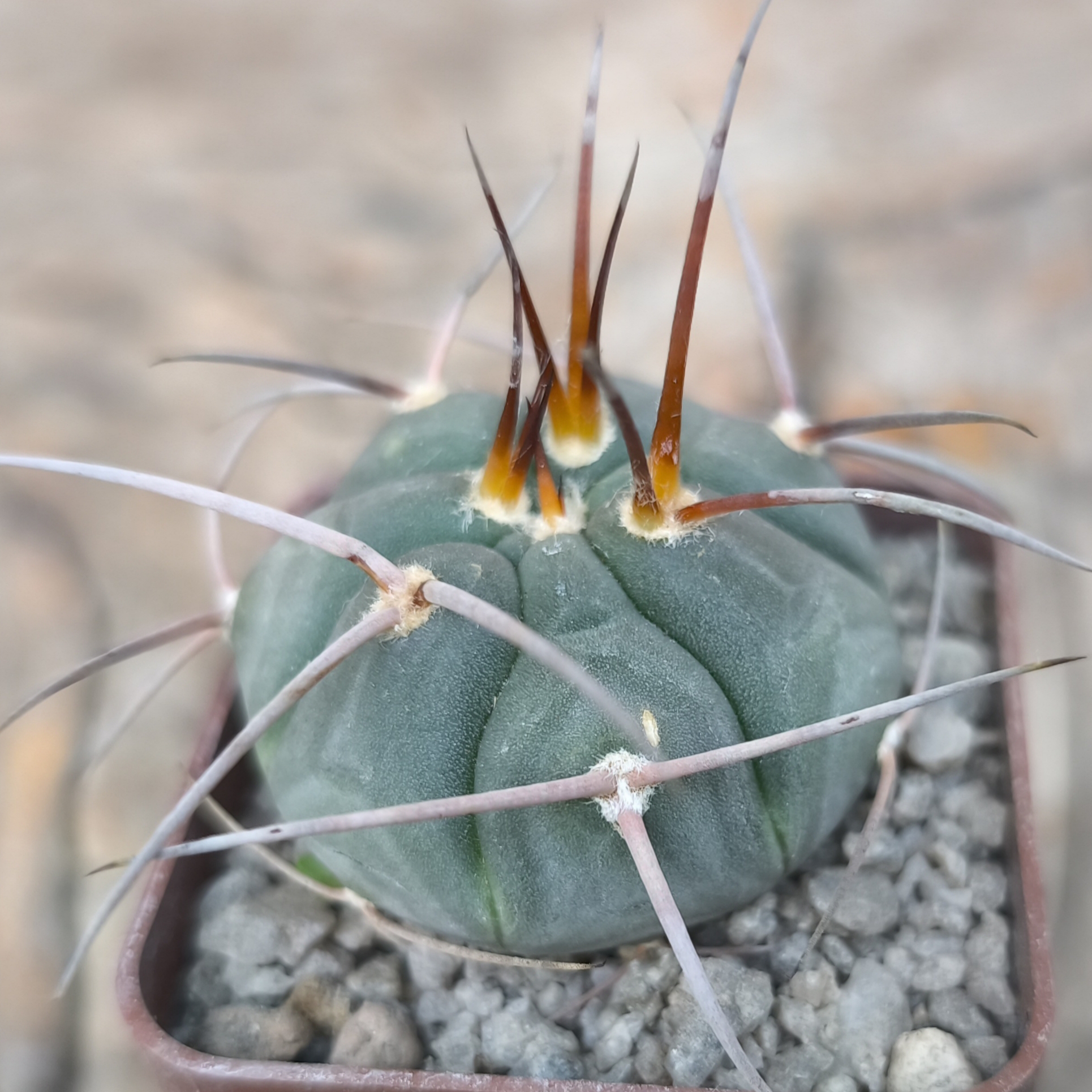 Gymnocalycium spegazzinii ssp. cardenasianum