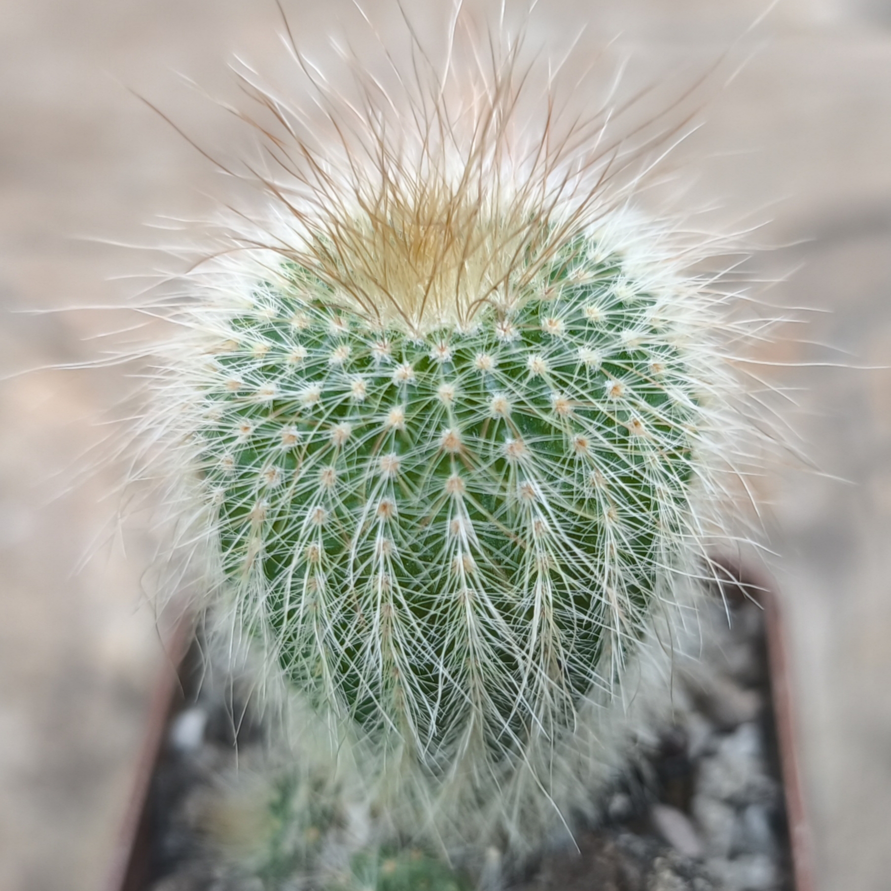 Eriocactus leninghausii