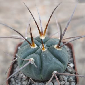 Gymnocalycium spegazzinii ssp. cardenasianum