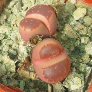 lithops olivacea red olive
