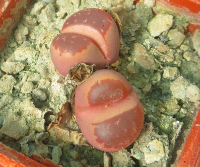 lithops olivacea red olive