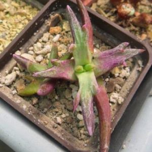 faucaria selecte
