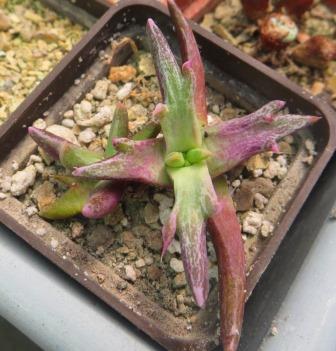 faucaria selecte