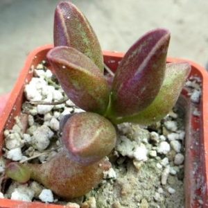 adromishus marianae hybrid