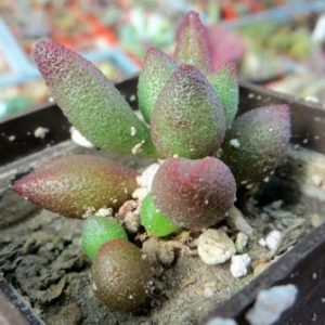 2128 MG adromischus marianae Grootberg