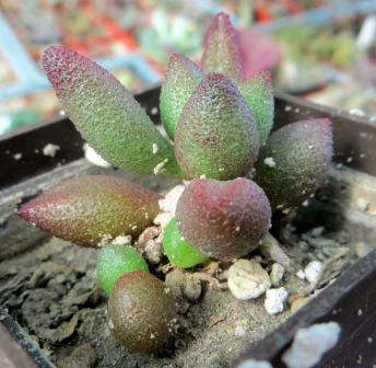 2128 MG adromischus marianae Grootberg