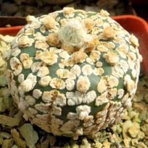 astrophytum super kabuto gold