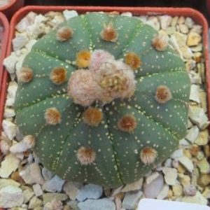 astrophytum ooibo gold