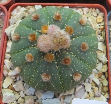astrophytum ooibo gold