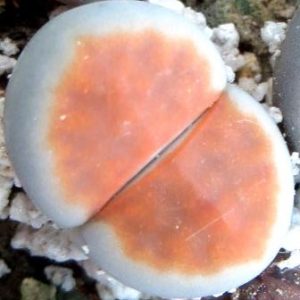 lithops karasmontana