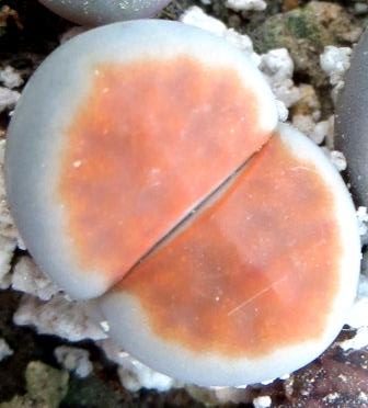 lithops karasmontana