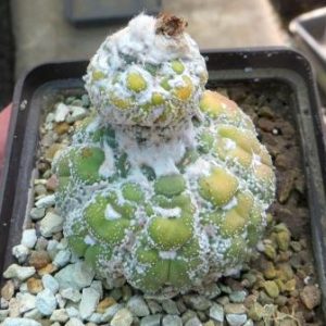 Astrophytum "Turtle"