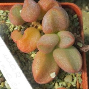 Adromischus marianae