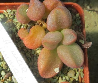 Adromischus marianae