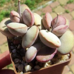 Adromischus marianae var. Halli 'Avios Mountain'