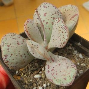 adromischus hallii