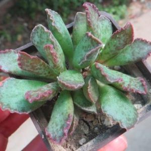 adromishus marianae hybrid