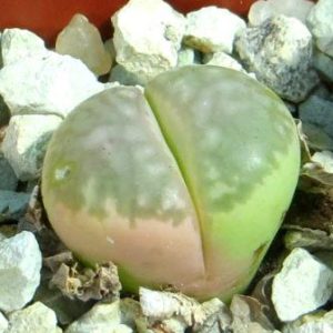lithops marmorata variegata