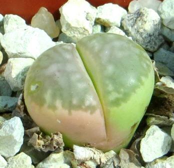 lithops marmorata variegata