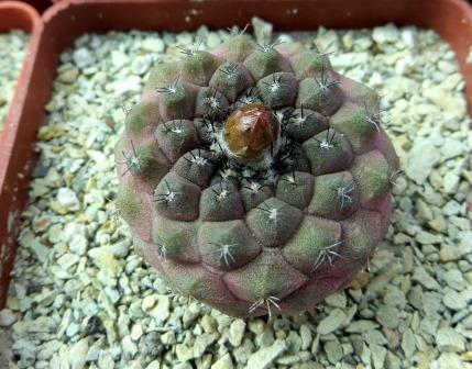 copiapoa lizard skin x montana FR 522