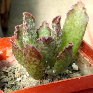 adromishus marianae hybrid