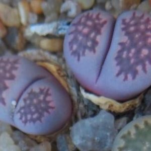lithops salicola bacchus