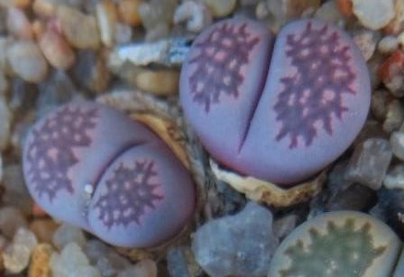 lithops salicola bacchus