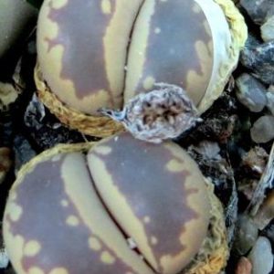 lithops otzeniana
