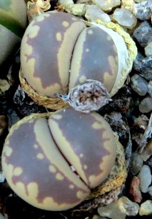 lithops otzeniana