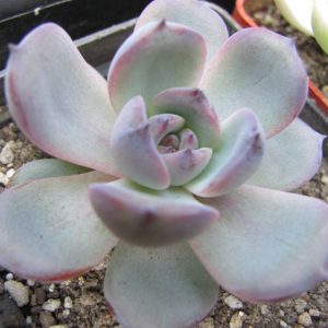 Echeveria Black Monroe