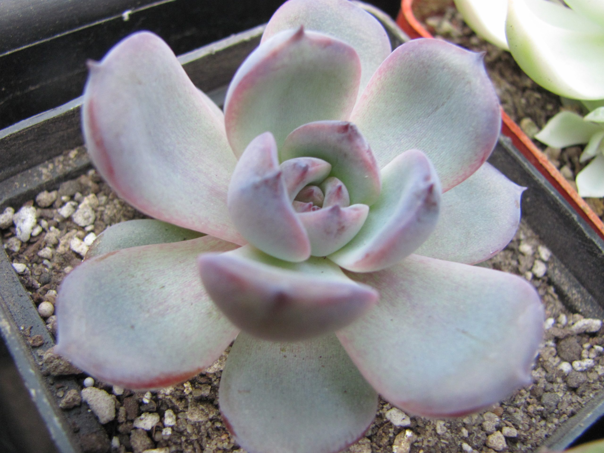 Echeveria Black Monroe