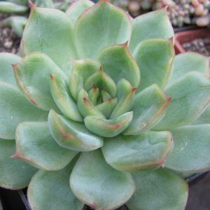 Echeveria Ise Angel