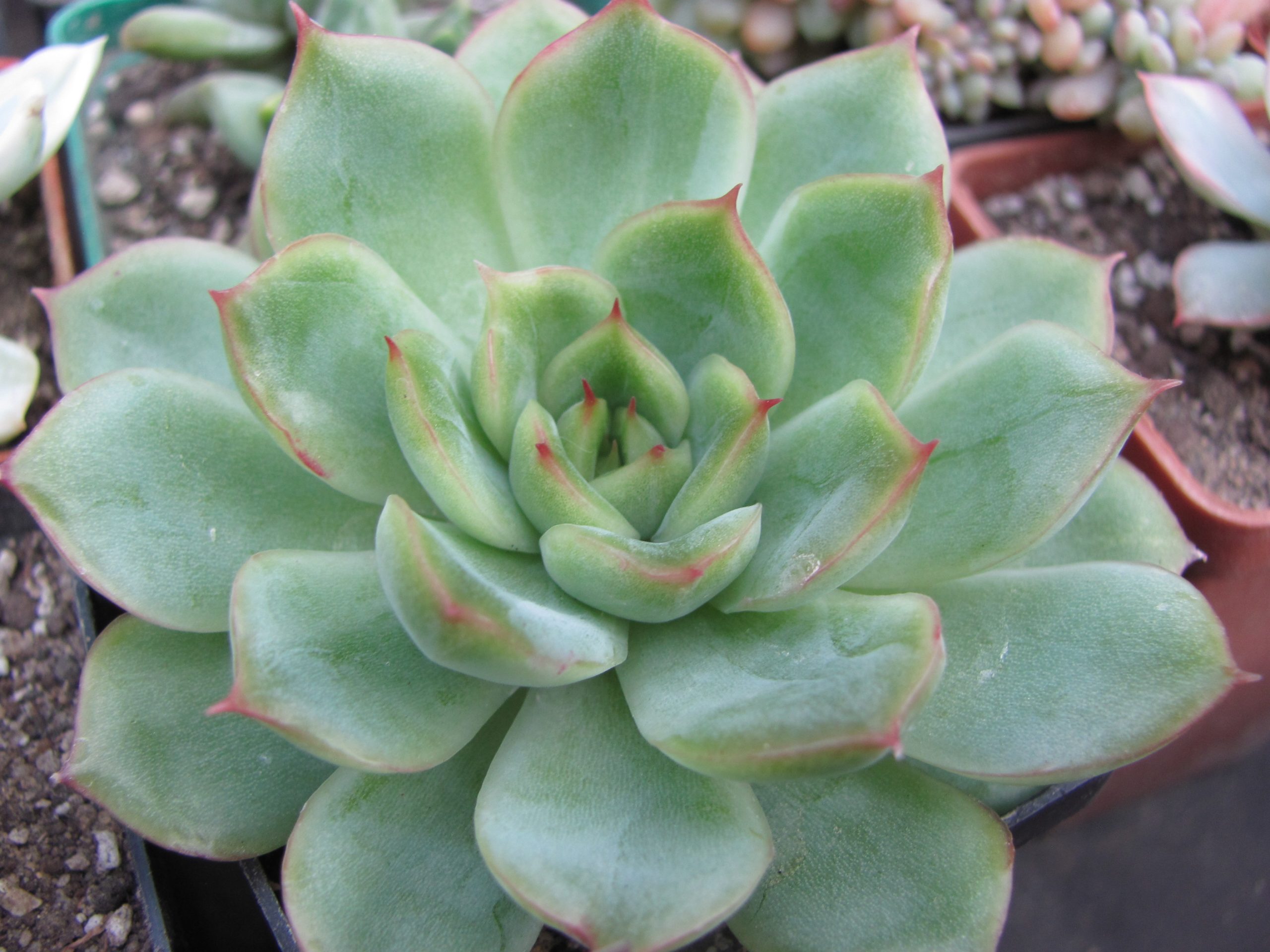 Echeveria Ise Angel