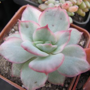 Echeveria Luella variegata