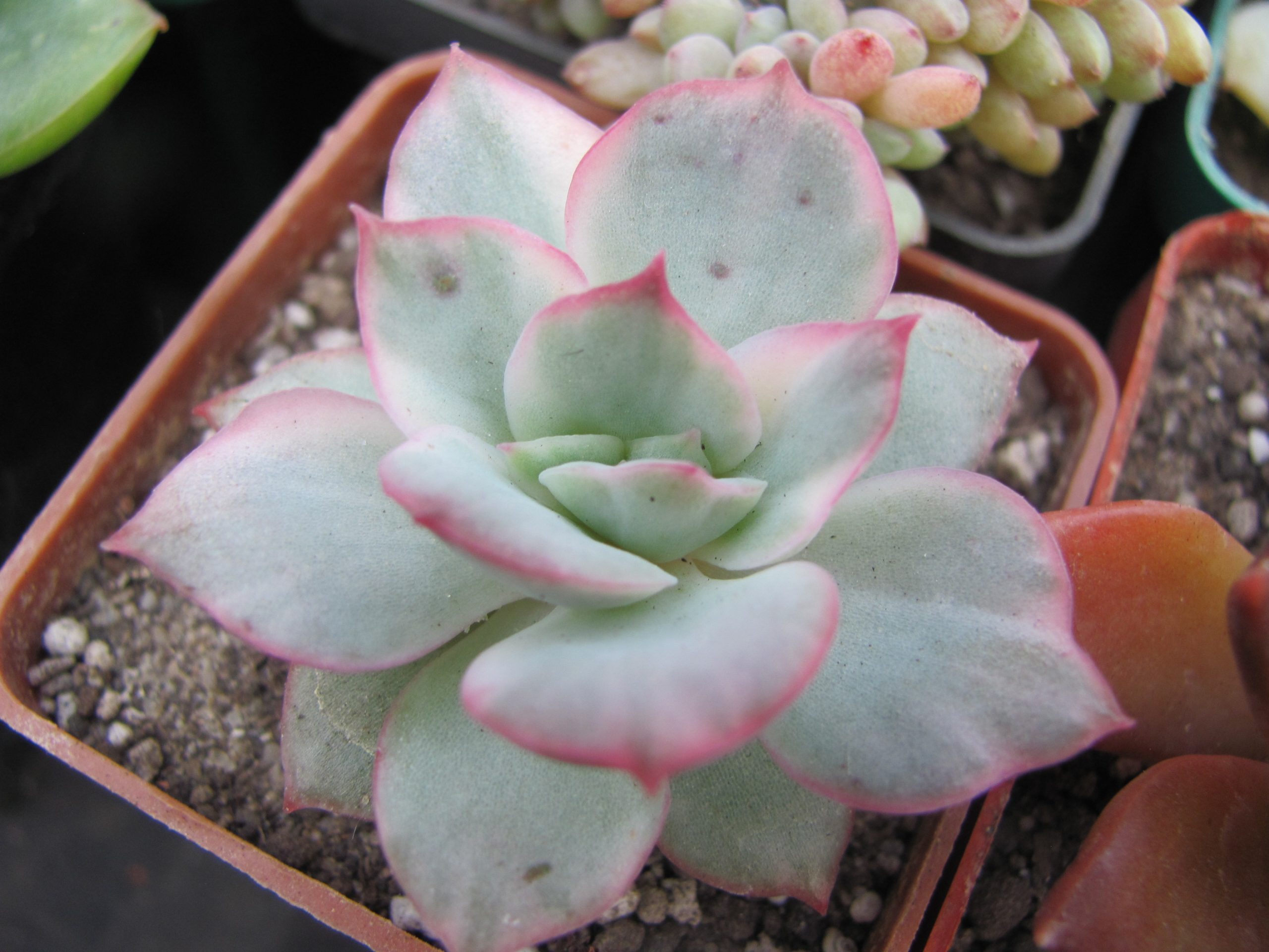 Echeveria Luella variegata