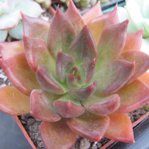 Echeveria Alfred Draf
