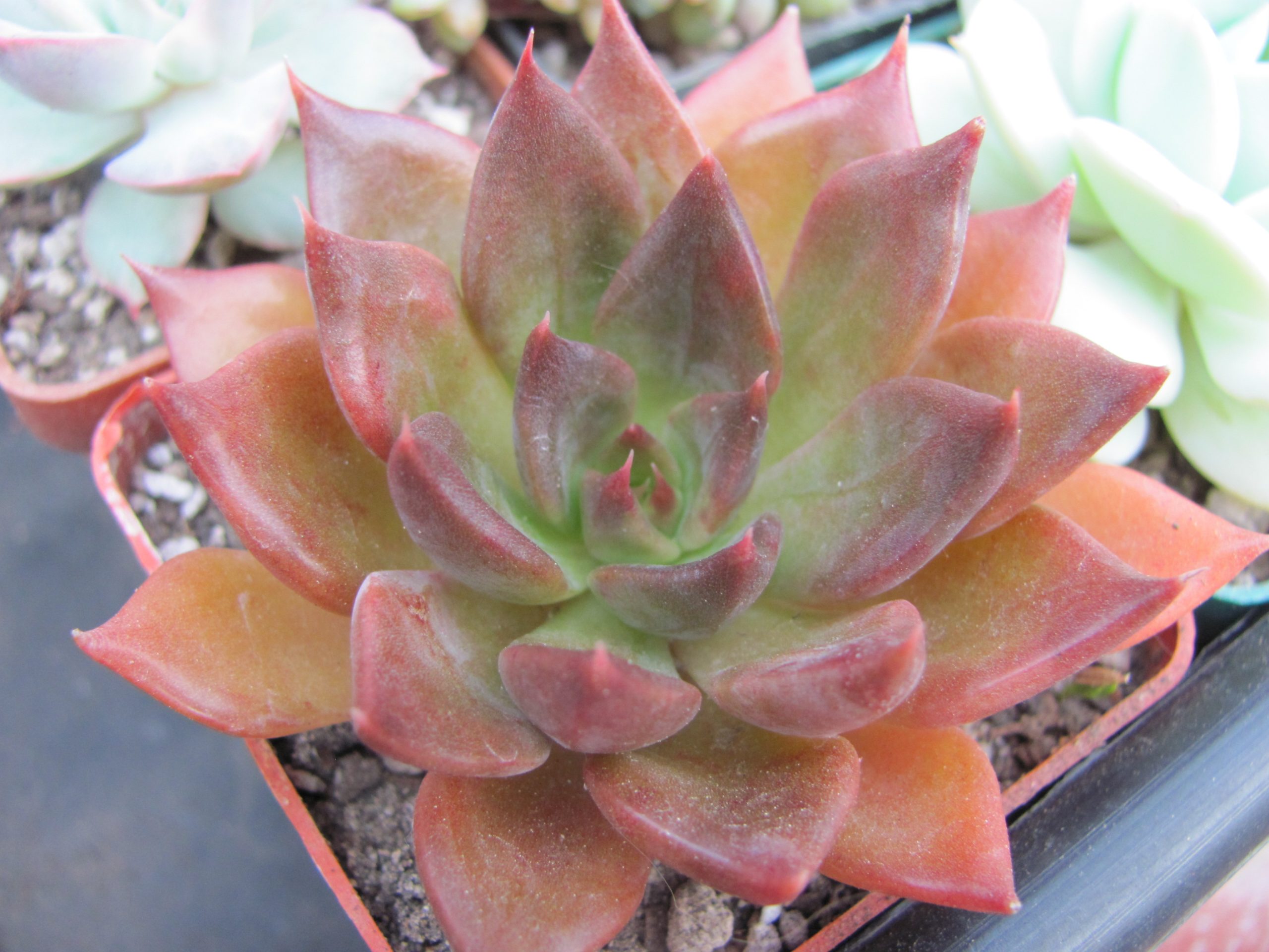 Echeveria Alfred Draf